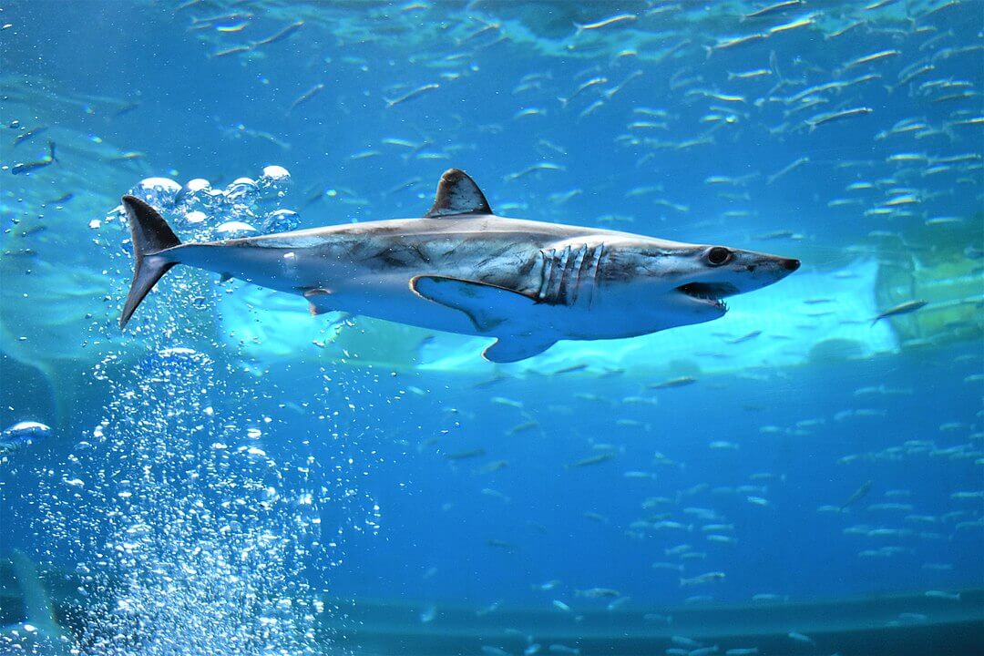 1080px-A_shortfin_mako_shark_swimming_in_an_aquarium.1_1.jpg