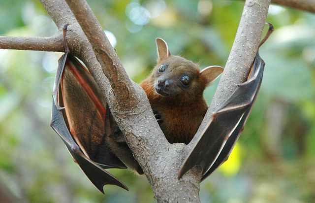 640px-Lesser_short-nosed_fruit_bat_(Cynopterus_brachyotis).jpg