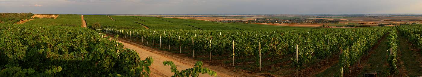 Baranja_Beljski Vinogradi_Banovo brdo 1.jpg