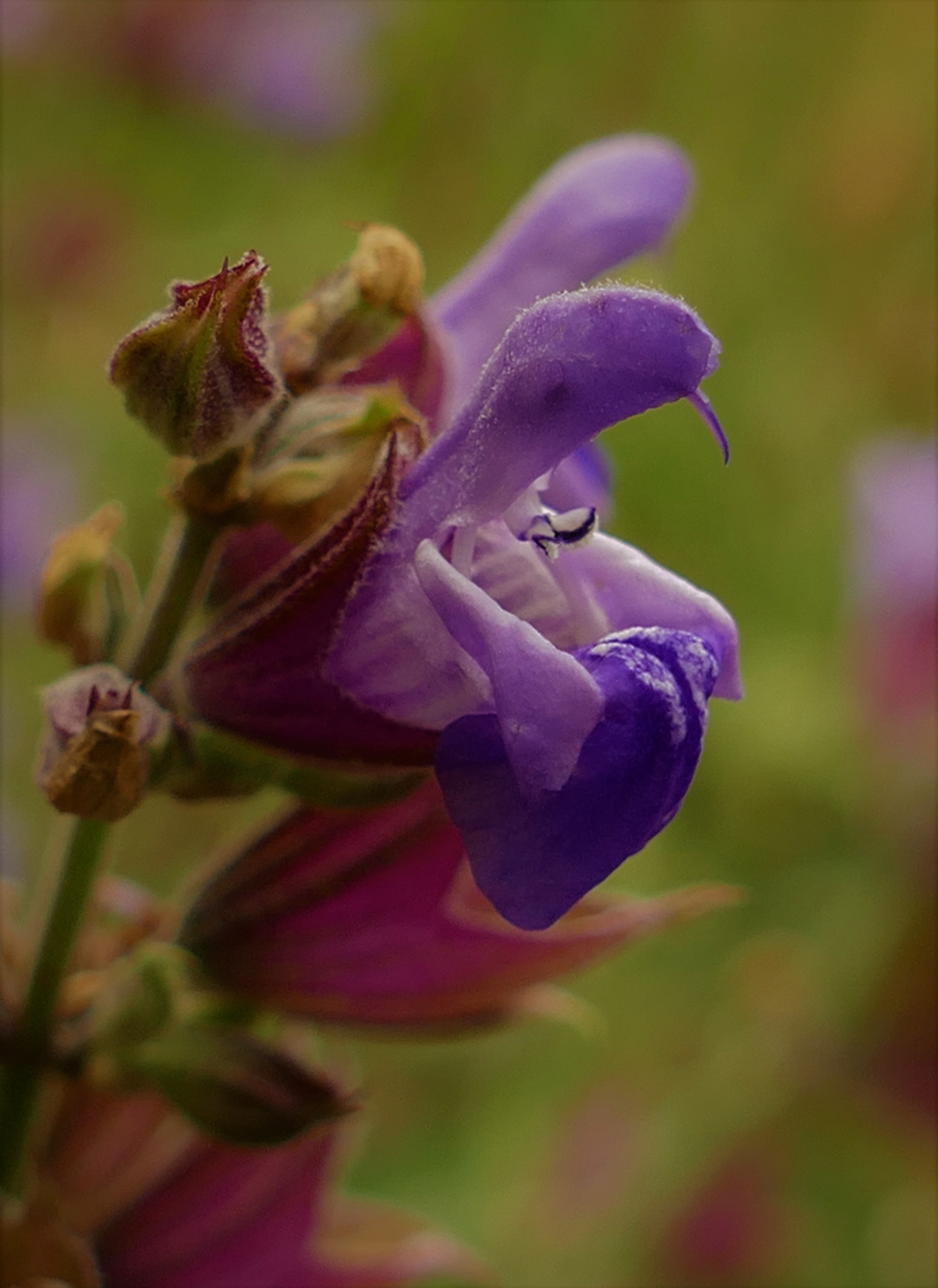 Salvia officinalis_Sage.jpg