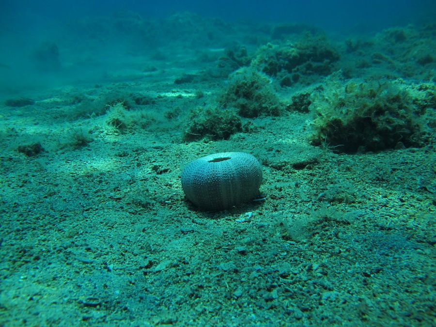 Sea Urchin 2.jpg