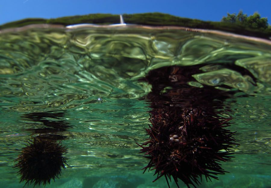 Sea Urchin 3.JPG