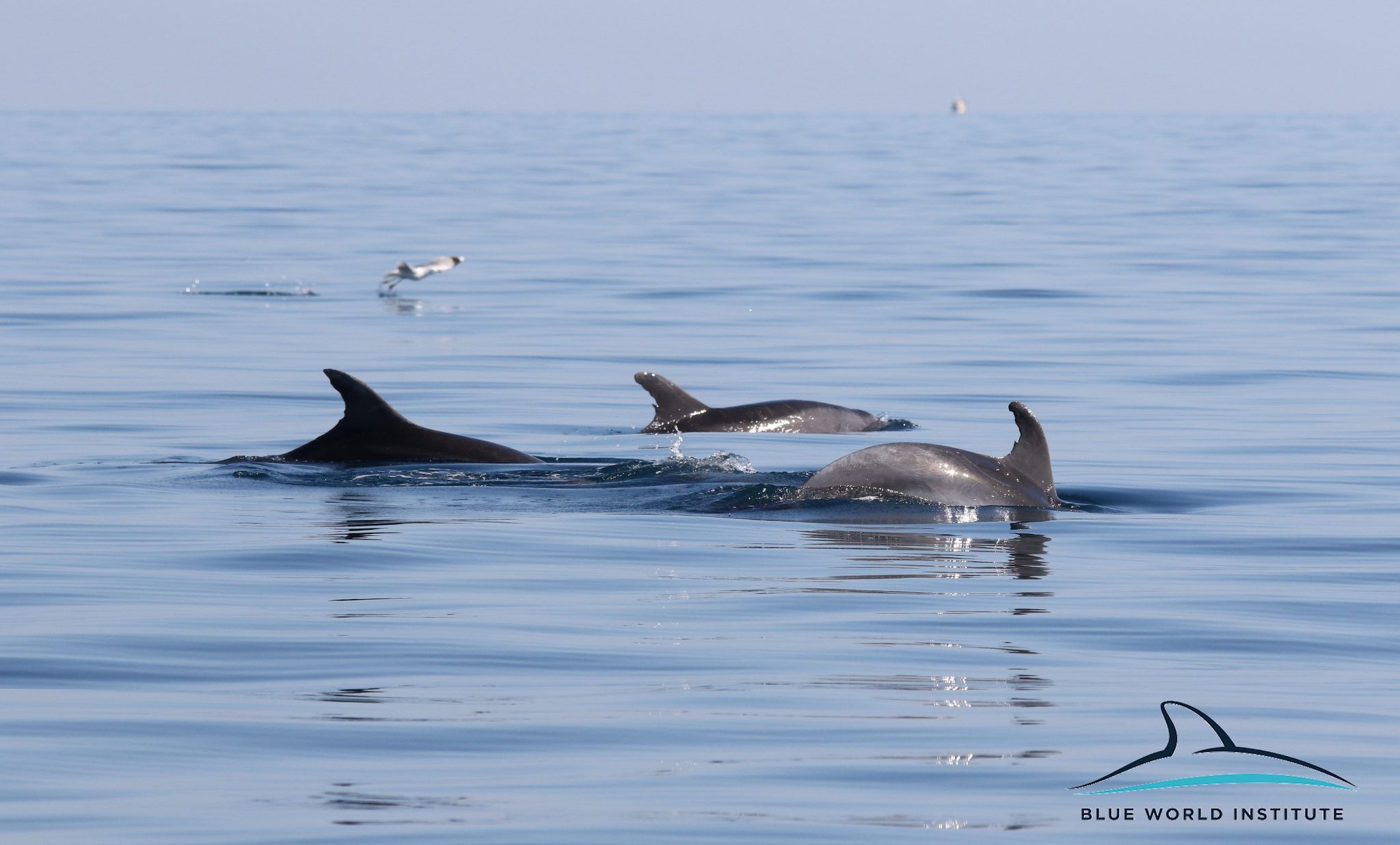 dolphins-and-a-seagull.jpg