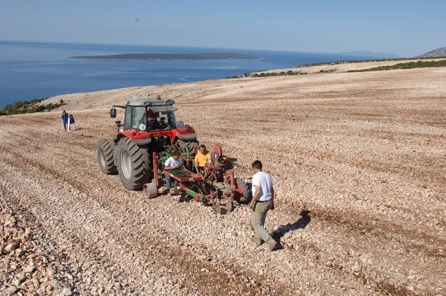 Largest island vineyard in the Mediterranean