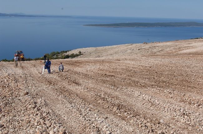 Plancic vineyard on eastern Hvar