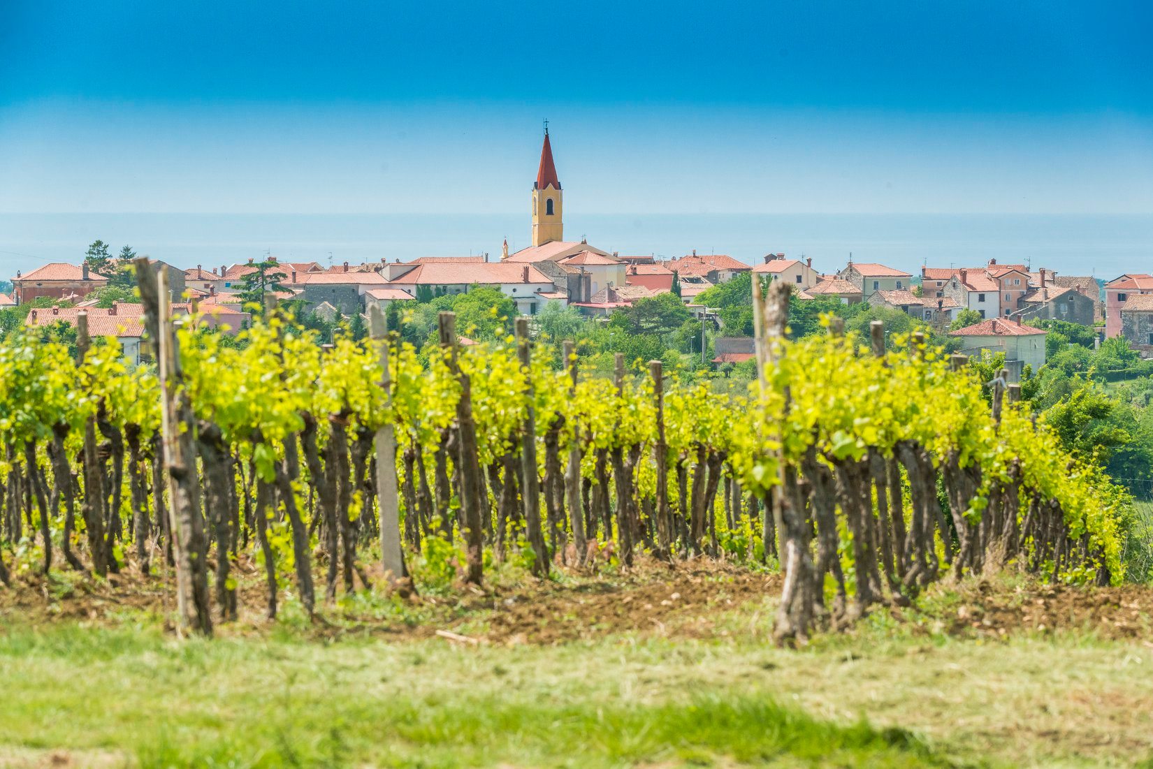 first-istria-wine-and-walk-1.jpg