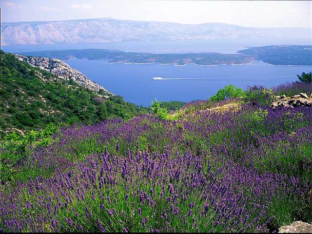 hvar ferry lavender hvar touristik