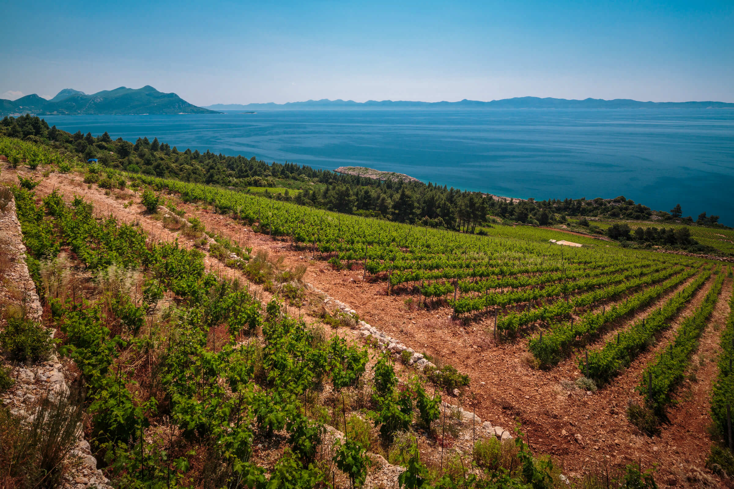 sailing in Croatia, Vineyards 3.jpg