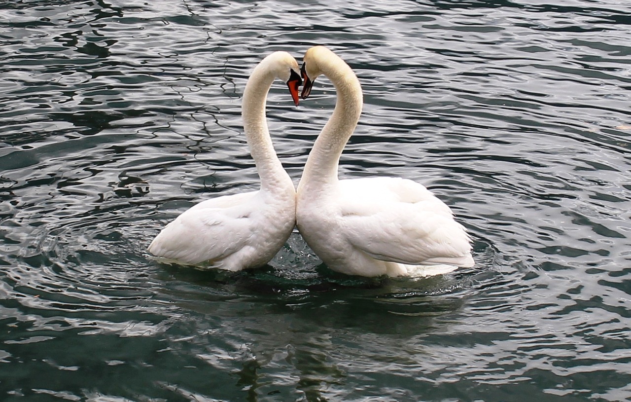 swans-342887_1280.jpg