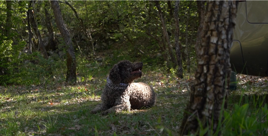truffle-hunting-dugopolje_2.png