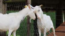 Saving Them from Extinction: Father and Son Raise Istrian Goats