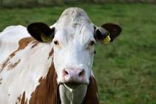 Corona Crisis Causes Losses to Cattle Farmers, Milk Producers – Večernji List