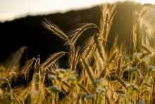 Gross Agricultural Production Rises 2.4%