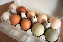 Agro-Klaster company first in Croatia with GMO FREE certificate for free range eggs