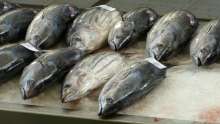 Coronavirus Pandemic Fails to Destabilise Business for Cromaris