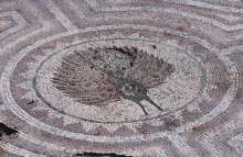Ancient Salona Archaeological Discovery: Peacock Mosaic, Symbol of Eternal Life
