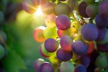 Despite Drought, Istrian Grape Harvest Promises Quality Crop