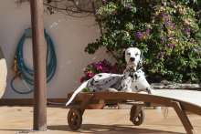 Pets in Croatia - Laws, Strays, Dog Beaches and Dalmatians