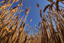 Agrivi: Digitisation of Croatian Agriculture is Competitiveness Trigger