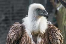 Biom Association Campaign to Save Young Griffon Vultures in Croatia