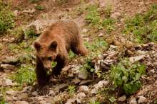 Wild Croatian Mammals and Where to Find Them