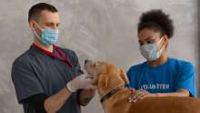 NGO: Croatia Provides Free Vaccination, Registration for Animals From Ukraine