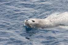 Mediterranean monk seal (referential image)