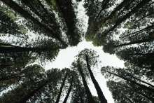 Brnjac Announces National Reforestation Project at EU Ministerial Meeting