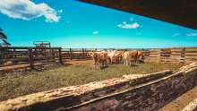 Ministry Draws up €17.3 Million Aid Schemes for Agricultural Producers