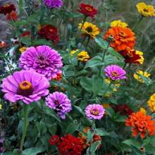 Floraart International Flower Show Taking Place in May