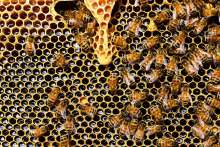 Concern as Medjimurje Bees Dying in Huge Numbers, What's Happening?
