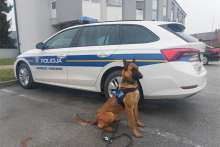 K9 Croatia: Meet Maya, Proud Service Dog of Požega Slavonia Department
