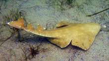 'Extinct' Angelshark Returns to Adriatic