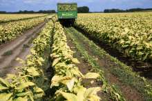 HD Tobacco Processing Company Begins Negotiations on New Production Season