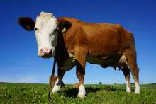 Small Dairy Farms In Hardhsip Receive Hrk 2.5 Mn In Assistance