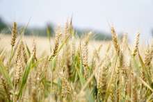 Harvest in Full Swing, Farmers Satisfied with Wheat Yield