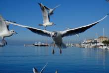 Dalmatian Coast Particularly Vulnerable to Fluctuating Tourism Trends