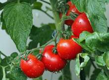 Gruntek App: Lease Garden, Grow Seasonal Vegetables Ecologically