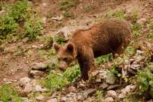 Paths Following Footsteps of Wolves, Lynxes and Bears Opened Near Plitvice