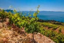 Croatian Wine Envelope Funds for 2020 Almost Used Completely