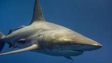 Large Number of Sharks Live in Croatian Adriatic, Experts Reveal More