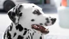The Mysterious Origins of the Dalmatian Dog