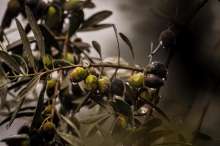 Postira Olive Oil Made from Wild Olives Winning Gold Medals