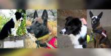 Adi, Draco, Thor and Rain - Croatian search dogs