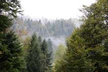 Volunteers Plant 15,000 Seedlings Across Croatia Within Forestation Campaign