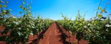 Croatia's Area Under Vineyards Increases by 7% Since 2019