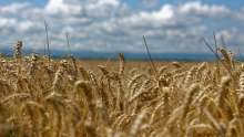 Farmers Say There is Enough Wheat
