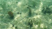 Pula Aquarium and Valencia Institute Cooperate for Noble Pen Shells