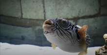 VIDEO: Fish With Venom 1200 Times More Potent Than Cyanide in Istria