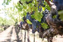 Sasa Bernobic Employs German Production Skills at Istrian Winery